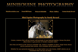 Mini Equine Photography